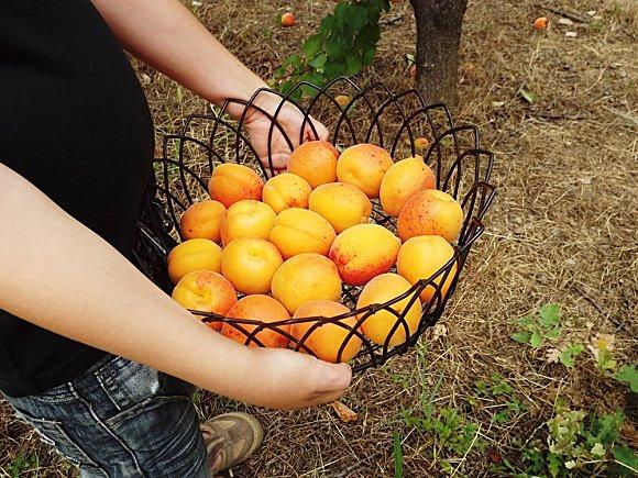 GATEAU AUX ABRICOTS (3)