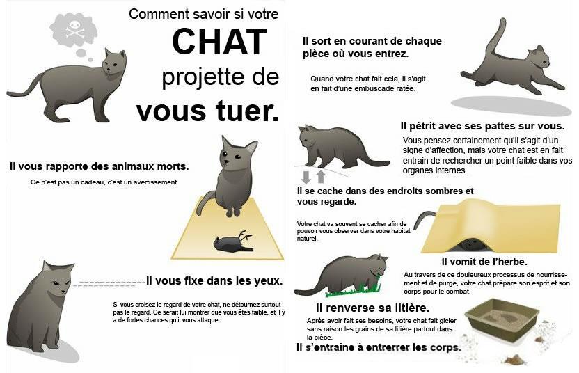 Goodas... Comment savoir si votre chat veut votre mort !
