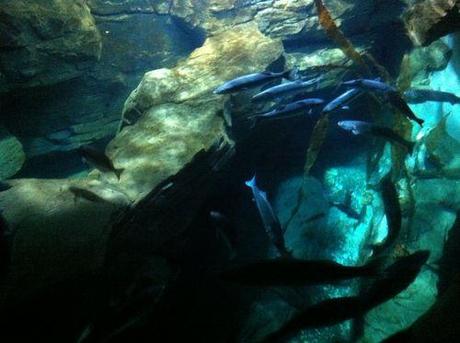 Aquarium paris 34
