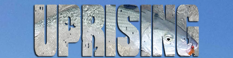 CREATURES DU LAGON MARRON…