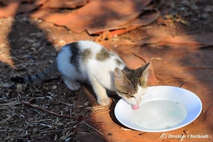 Il avait très faim! Photo (C) Ibrahim Chalhoub