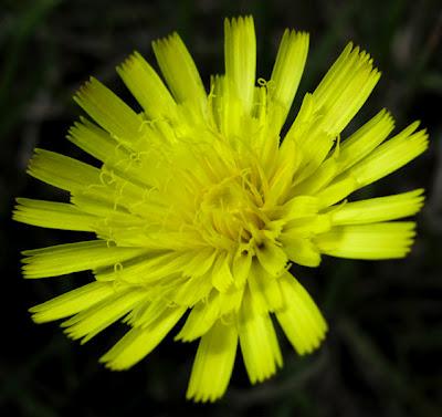 En jaune