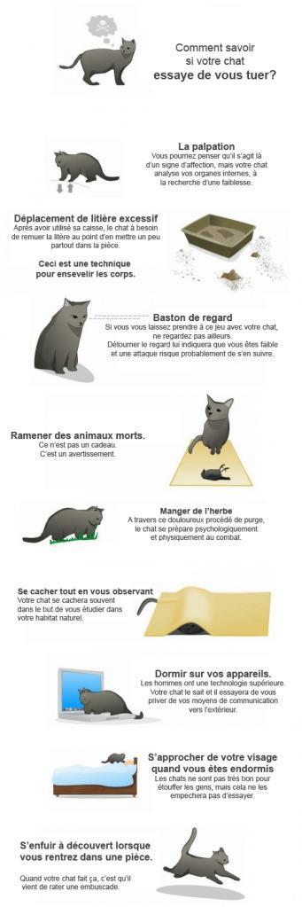 Comment savoir si votre chat projette de vous tuer ?