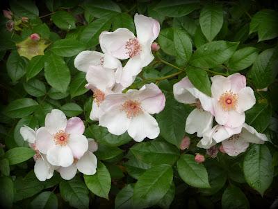 L' été commence avec ...Une vigilance orange !! Va-t...