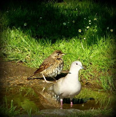 L' été commence avec ...Une vigilance orange !! Va-t...