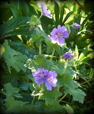 L' été commence avec ...Une vigilance orange !! Va-t...
