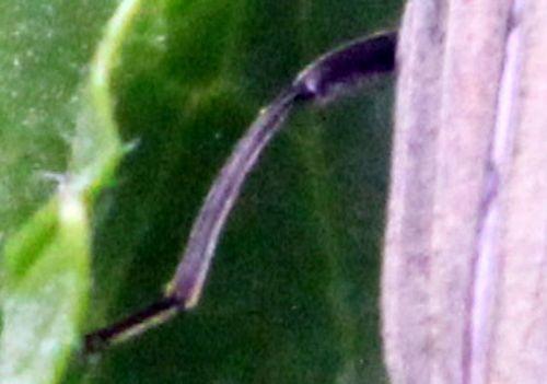 aromia moschata tibia romi 17 mai 2012 105.jpg