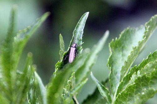 6 aromia romi 17 mai 2012 102.jpg