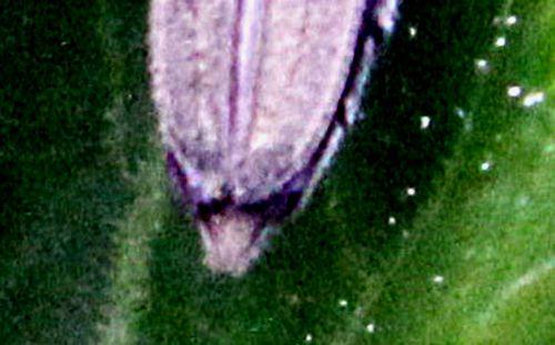 9 aromia moschata ovipositeur romi 17 mai 2012 p 105.jpg