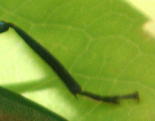 aromia tibia romi 24 juil 052.jpg