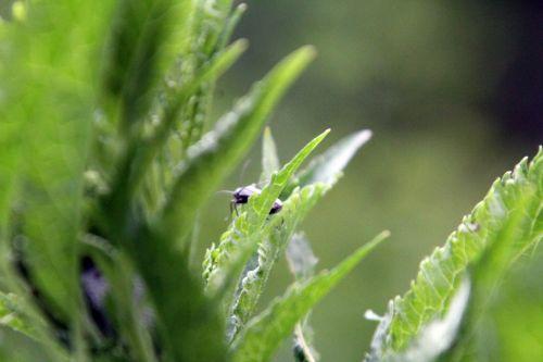 5 aromia romi 17 mai 2012 095.jpg