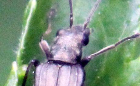 8 aromia moschata tête romi 17 mai 2012 105.jpg