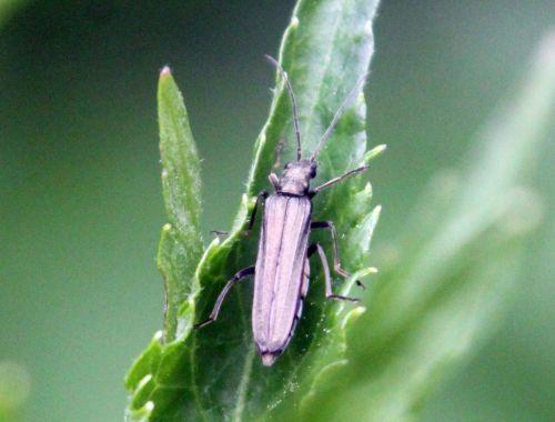 7 aromia romi 17 mai 2012 105.jpg