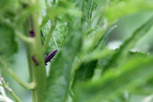 2 aromia romi 17 mai 2012 090.jpg