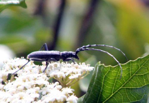 cerambyx près gdes bruy 8 mai 2011 100.jpg