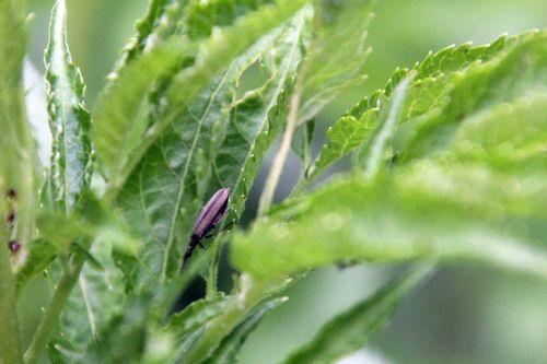 1 aromia romi 17 mai 2012 089.jpg