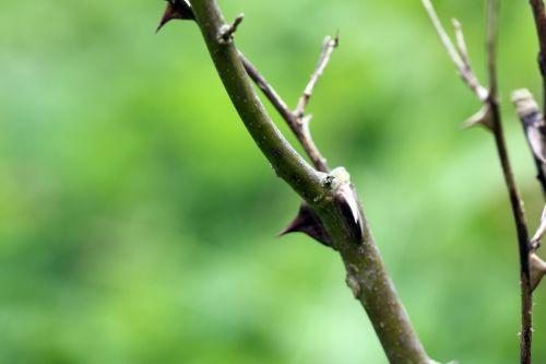 5 zantho sim romi 13 juin 2012 001 (70).jpg