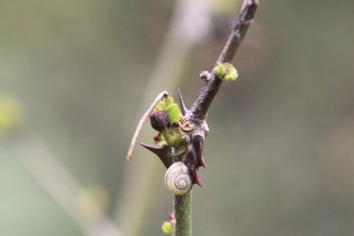 0 simulans romi 28 avril 2012 018.jpg