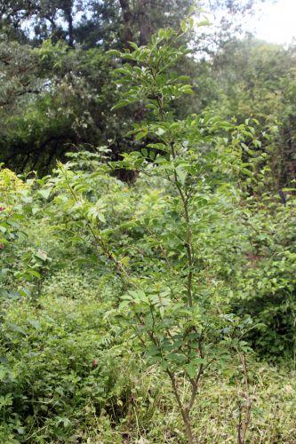 2 simulans romi 17 juin 2012 092.jpg