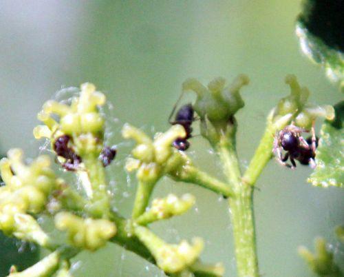 c zantho sim rec romi 30 mai 2012 p 009.jpg