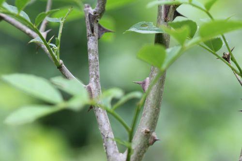 4 zantho sim romi 13 juin 2012 001 (71).jpg