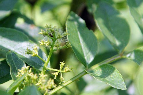 b zantho sim romi 30 mai 2012 p 008.jpg