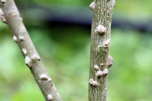 7 zantho sim romi 13 juin 2012 001 (67).jpg