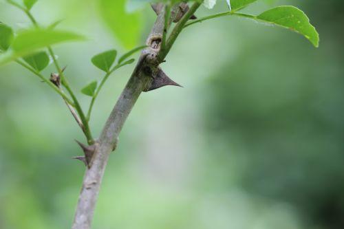 3 zantho sim romi 13 juin 2012 001 (72).jpg