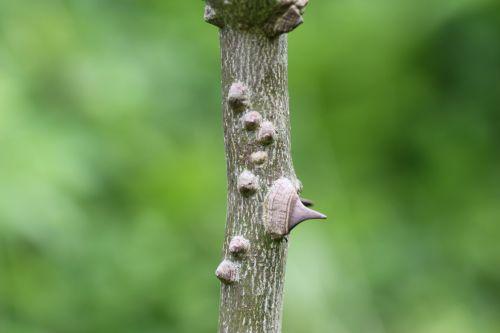 6 zantho sim romi 13 juin 2012 001 (69).jpg