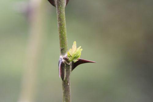1 simulans déb romi 28 avril 2012 017.jpg