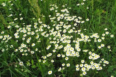 Matricaria recutita (Matricaire camomille, Petite camomille)