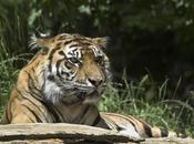 tigres Birmanie, victimes collatérales guerre civile
