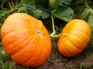 Comment plantez des citrouilles?