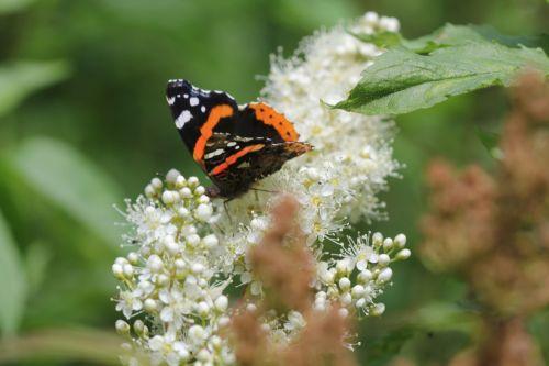 5 vulcain romi 22 juin 2012 080.jpg