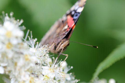 9 vulcain romi 22 juin 2012 074.jpg