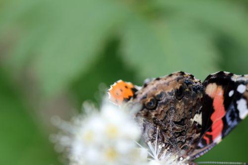7 vulcain romi 22 juin 2012 072.jpg
