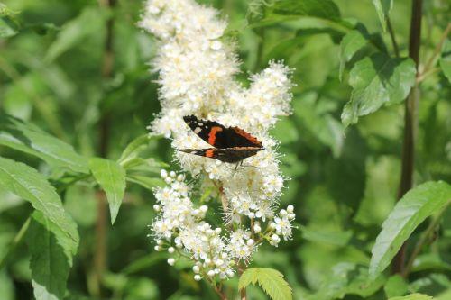 2 vulcain romi 22 juin 2012 069.jpg