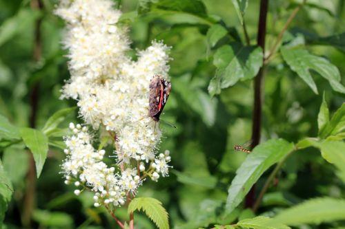 1 vulcain romi 22 juin 2012 067.jpg