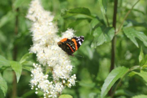 4 vulcain romi 22 juin 2012 066.jpg