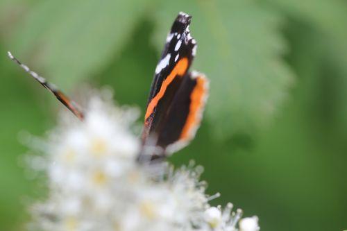 8 romi 22 juin 2012 070.jpg