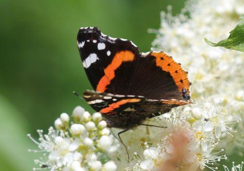 6 vulcain romi 22 juin 2012 081.jpg