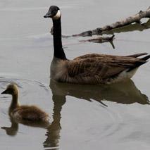 Guerre entre les avions et les oies du Canada dans le ciel de New York