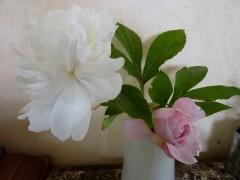 âme,piaf,passereau,rouge gorge,haie,cafetière italienne,dieux lares,histoire,géographie,pivoine,rose,campanule,talus,amoureux,vieux,jeunes,poésie,littérature,blog littéraire de christian cottet-emard