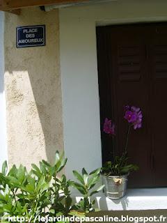 L'Anthurium rescapé