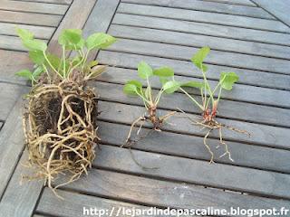 L'Anthurium rescapé
