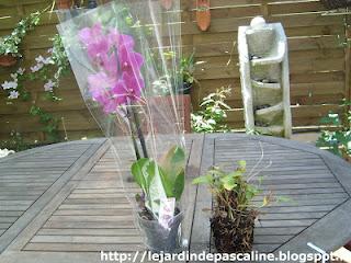 L'Anthurium rescapé