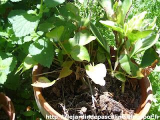 L'Anthurium rescapé