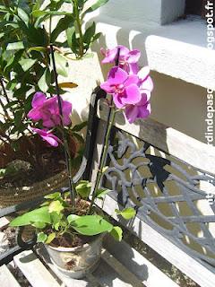 L'Anthurium rescapé