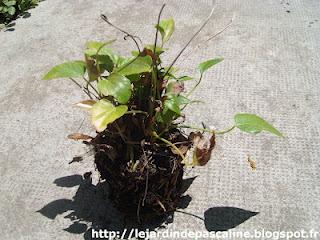L'Anthurium rescapé