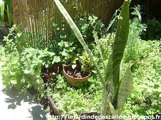L'Anthurium rescapé
